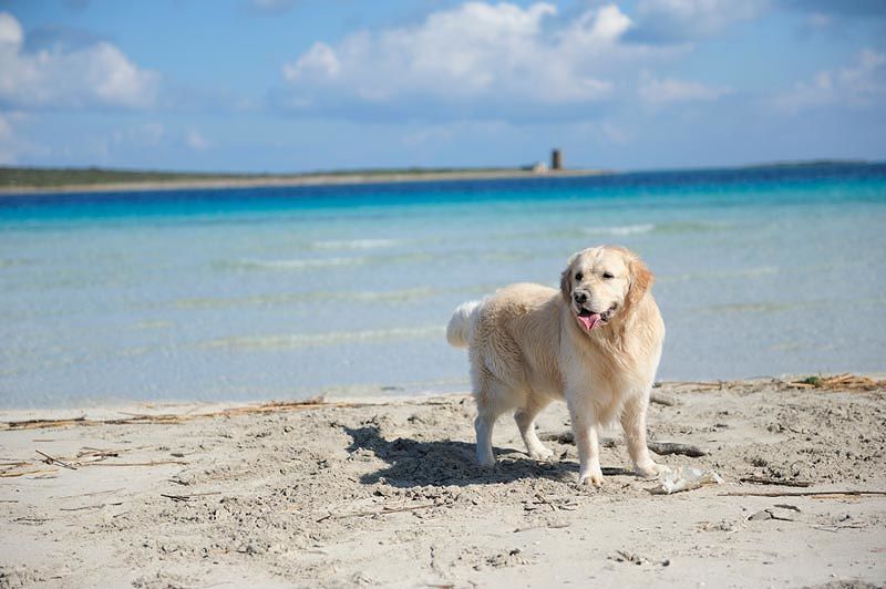 Cani liberi nelle spiagge sarde, infuria la polemica: “Sono più puliti di molte persone”