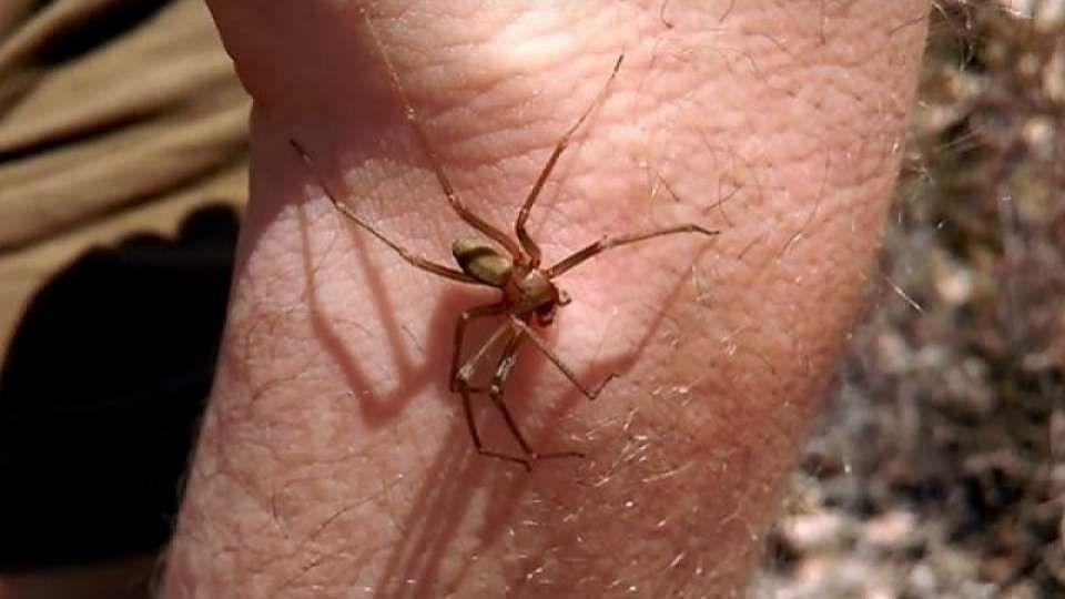 Ragno violino morde un vigile urbano, l’uomo è salvo per miracolo