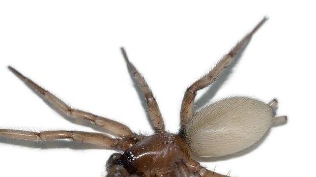 Ragno violino, presente in Sardegna: ecco perchè è pericoloso per l’uomo