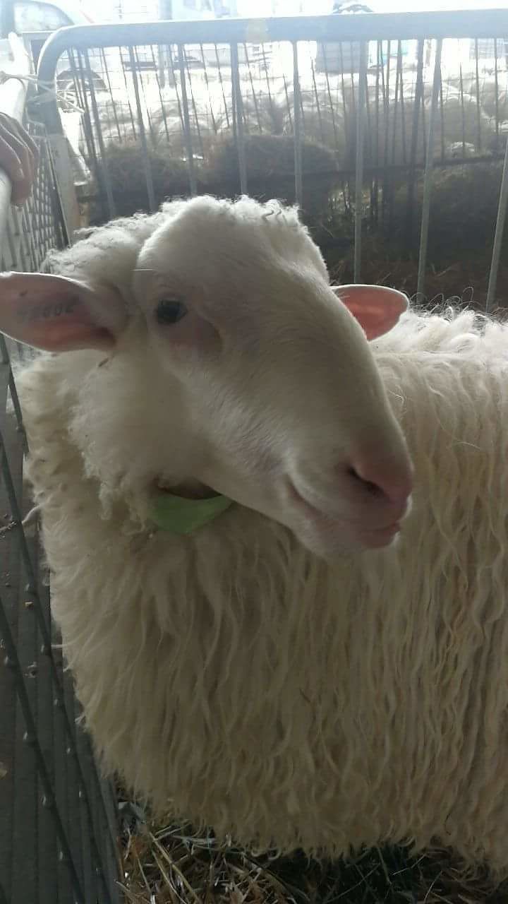 Rassegna ovini razza Sarda, Deidda (FdI): “Bellissima manifestazione, Regione assente”