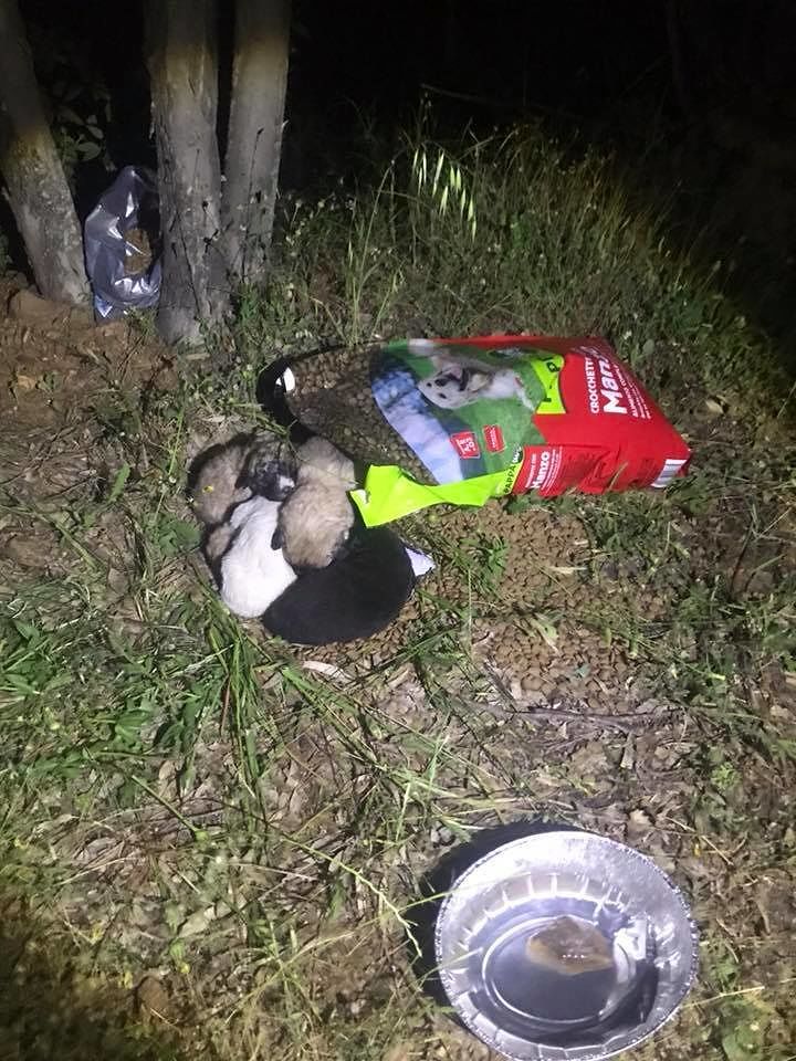 Crudeltà in Sardegna: cuccioli appena nati stretti in un sacco e abbandonati sotto la pioggia