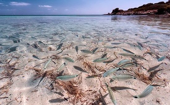 Obiettivo Terra: tre foto dei parchi naturali della Sardegna tra le vincitrici