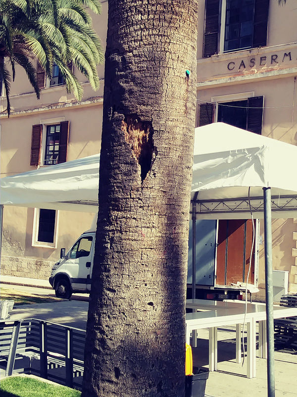 Sassari, sarà abbattuta la palma malata in piazza Castello