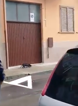 Pirri, una nutria a passeggio in via delle Spighe