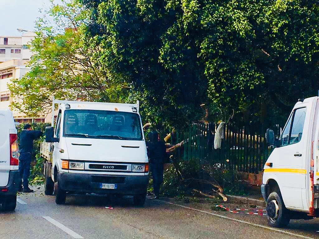 Cagliari, crolla un grosso albero in via Figari davanti al parco