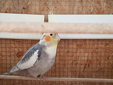 Sestu, smarrita la pappagallina Dina: il compagno non si dà pace, aiutiamola a tornare