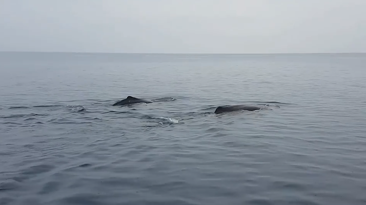 Sardegna, la danza di due capodogli nel Golfo di Arbatax – VIDEO