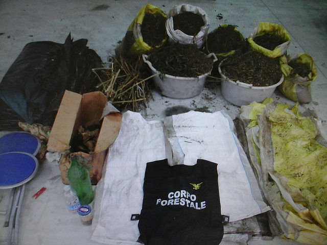 Sardegna, spuntano 25 chili di cannabis vicino a un sito archeologico a Nurri