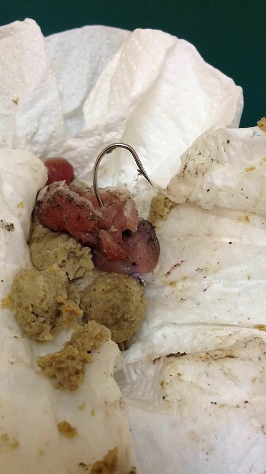 Bocconcini avvelenati con fil di ferro contro i cani: allarme a Bonaria