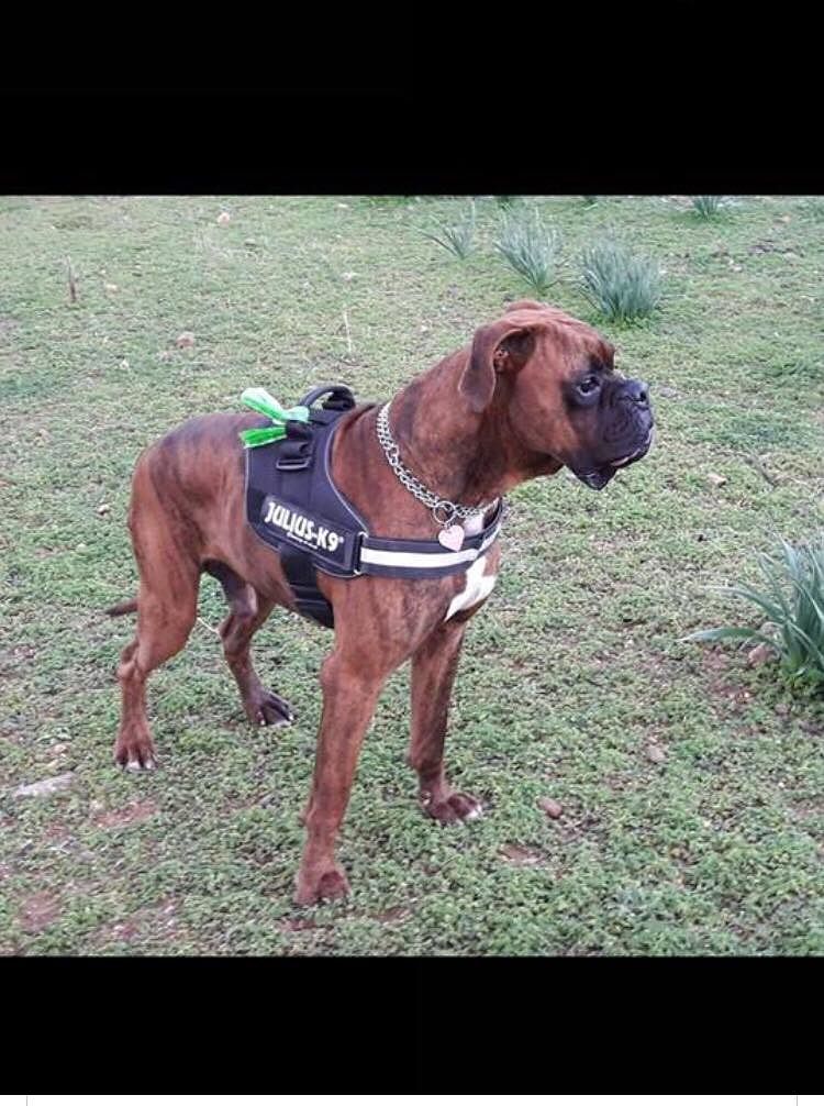 Zeus si è smarrito a Sinnai: “Aiutateci a ritrovarlo, ha bisogno di cure”