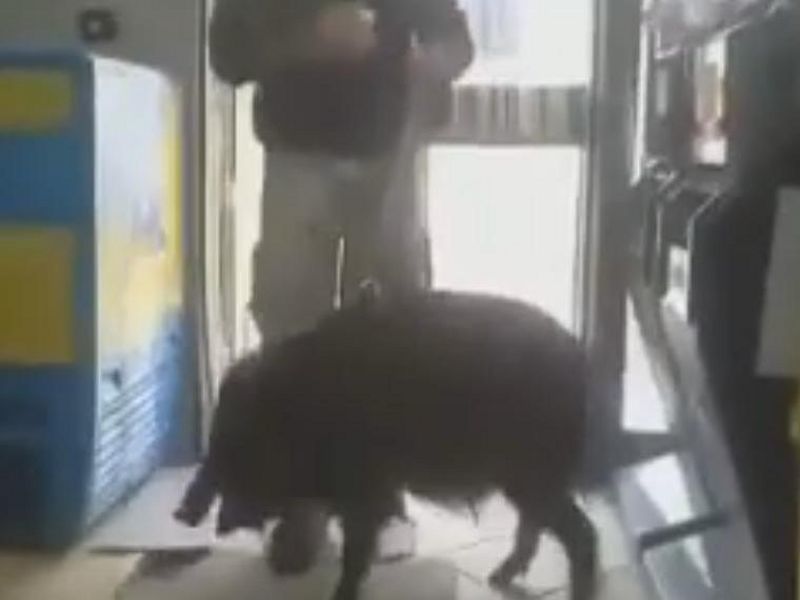 Sardegna, entra al bar con un cinghiale al guinzaglio: scattano le coccole dei clienti