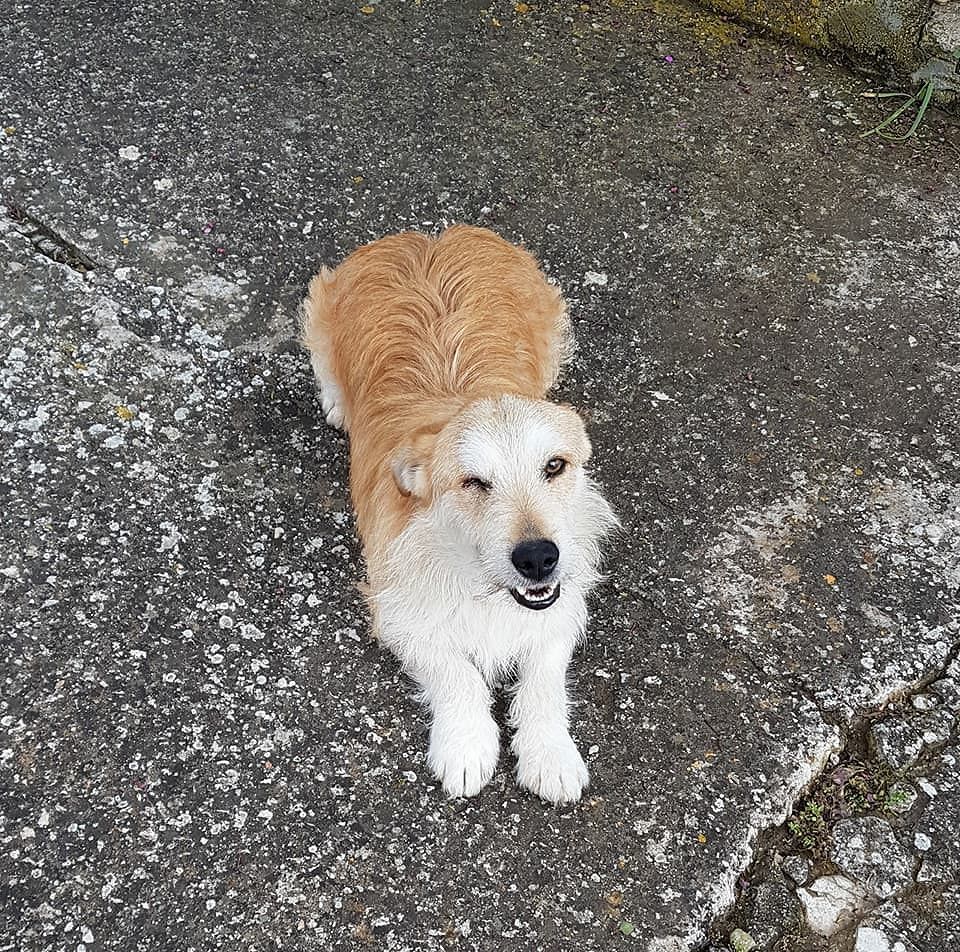Vive in cimitero in attesa del padrone morto: cane cerca nuova famiglia