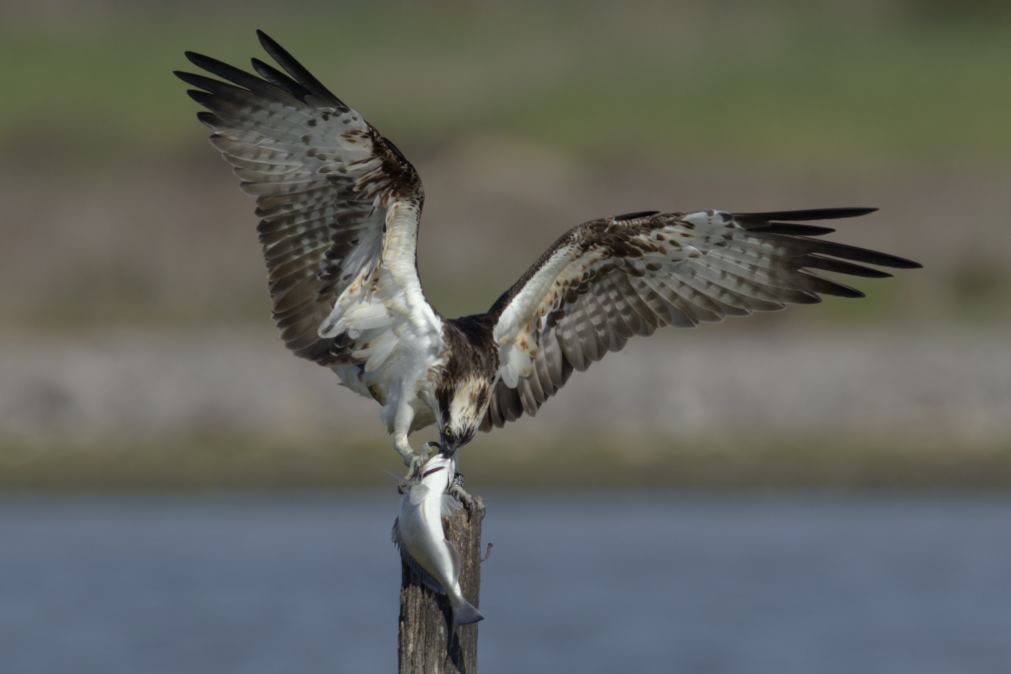 Sardegna, la giornata mondiale degli uccelli migratori: cento specie in passerella