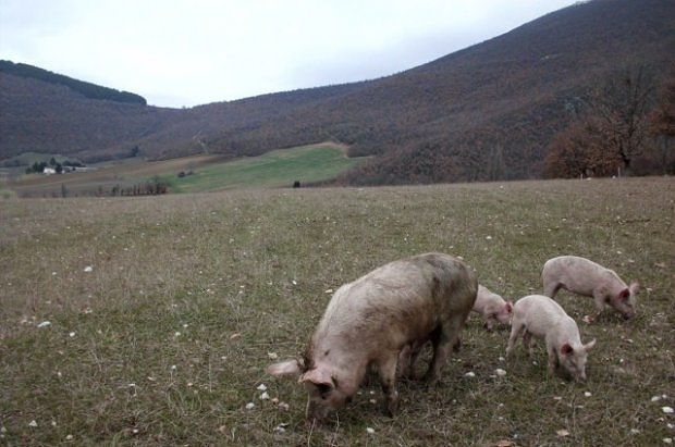 Sardegna, incubo peste suina: abbattuti 205 maiali, multato allevatore abusivo