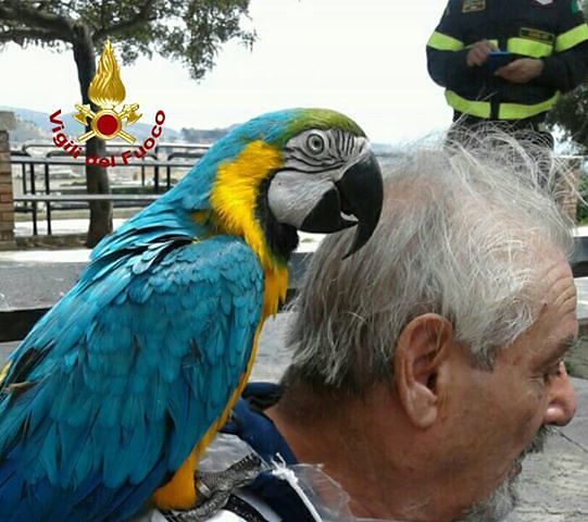 Cagliari, lo spettacolare salvataggio di un pappagallo effettuato dai vigili del fuoco (VIDEO)