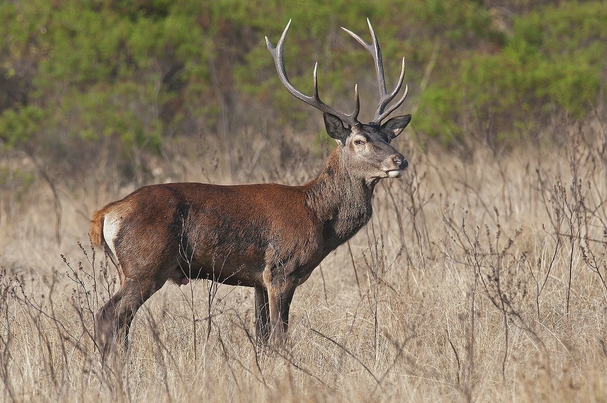 Sardegna: WWF, Lipu e Italia Nostra sollecitano adozione piano faunistico-venatorio