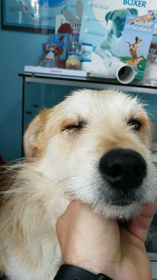 Il cane solitario del cimitero trova casa a Cagliari e si chiamerà Jack