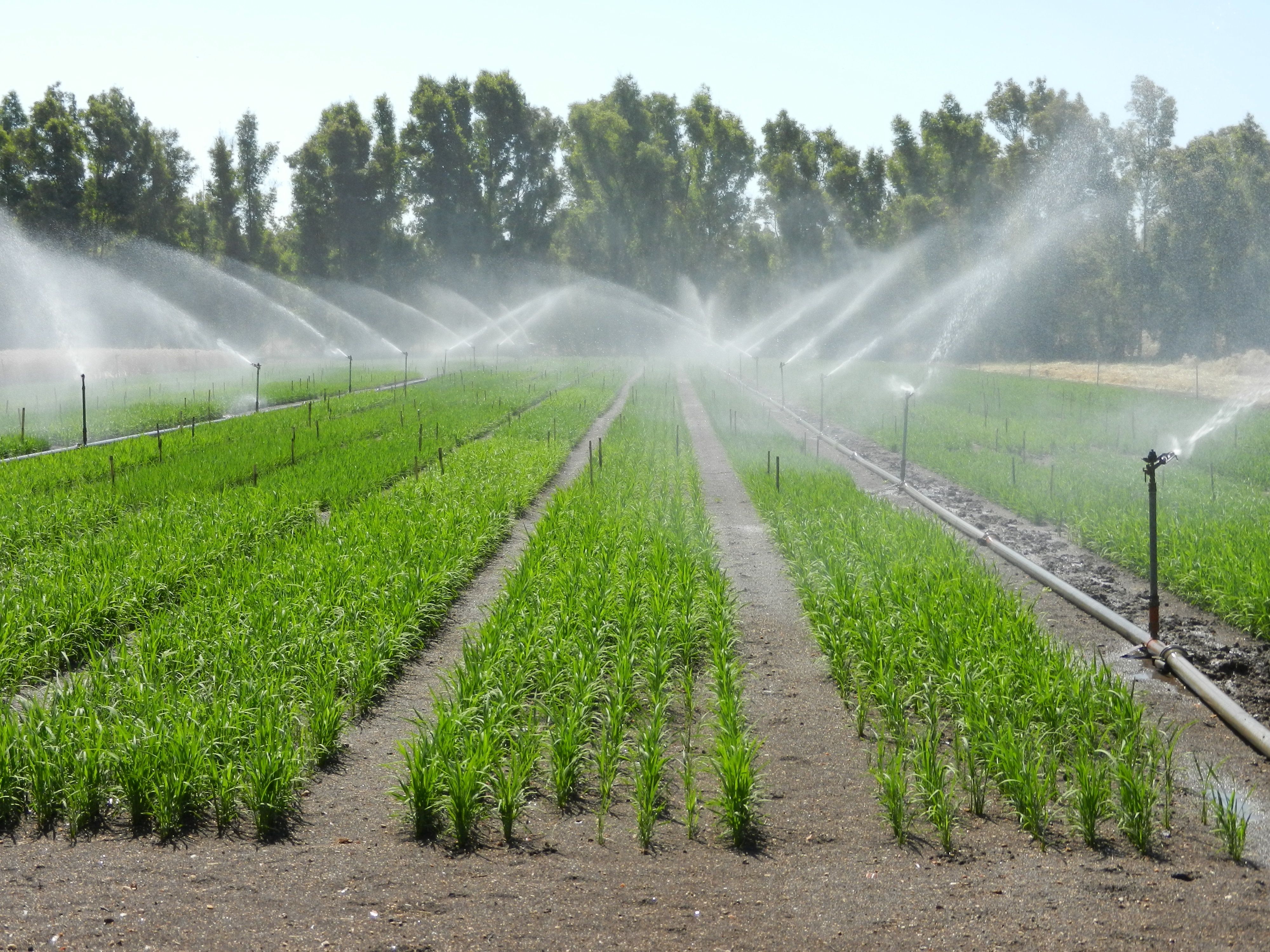 Agricoltura: dall’Università di Sassari una nuova tecnica di coltivazione del riso