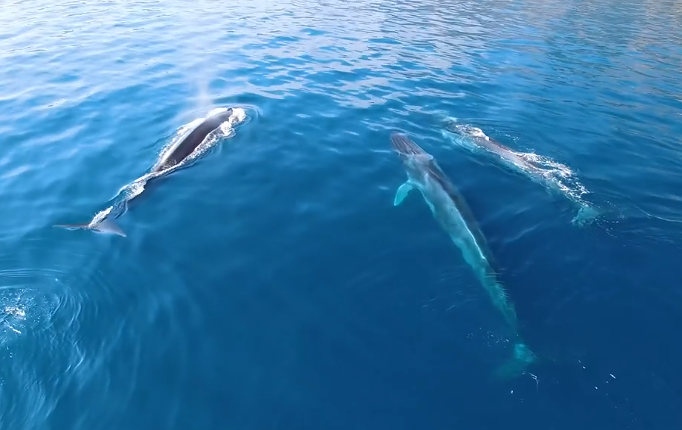 La spettacolare danza di tre balenottere nel golfo di Orosei – VIDEO