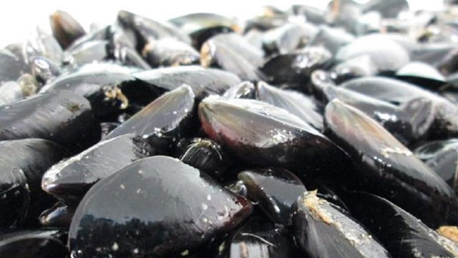 Moria di cozze a Santa Gilla: “Subito una legge per riconoscimento indennizzi”