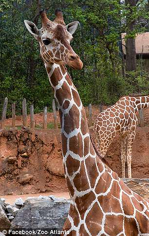 Sgomento per Zuberi, morto col collo incastrato nel recinto di uno zoo