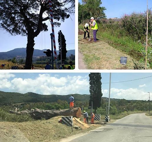 Pino domestico abbattuto a Barrali: era il simbolo, sacrificato per la ferrovia