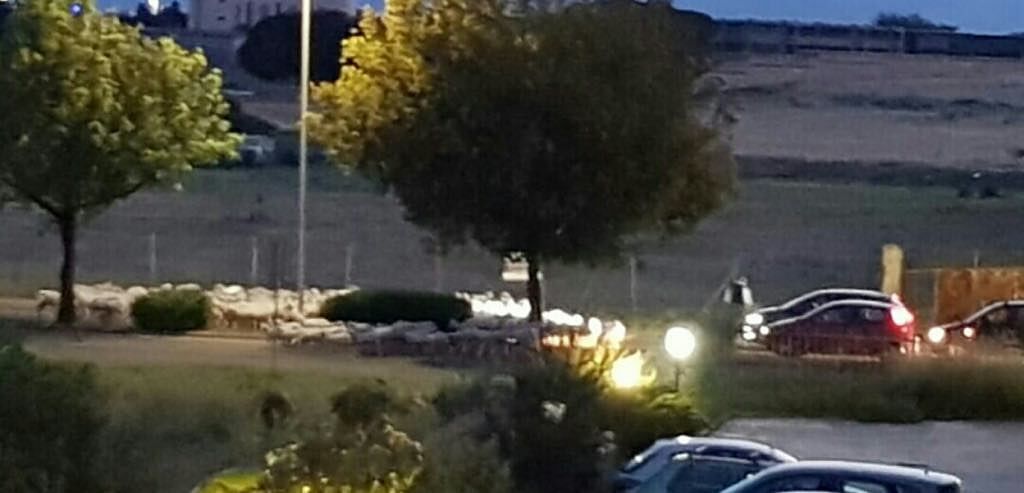 Tutti fermi, per dieci minuti in via Cornalias: ci sono le pecore che occupano la strada