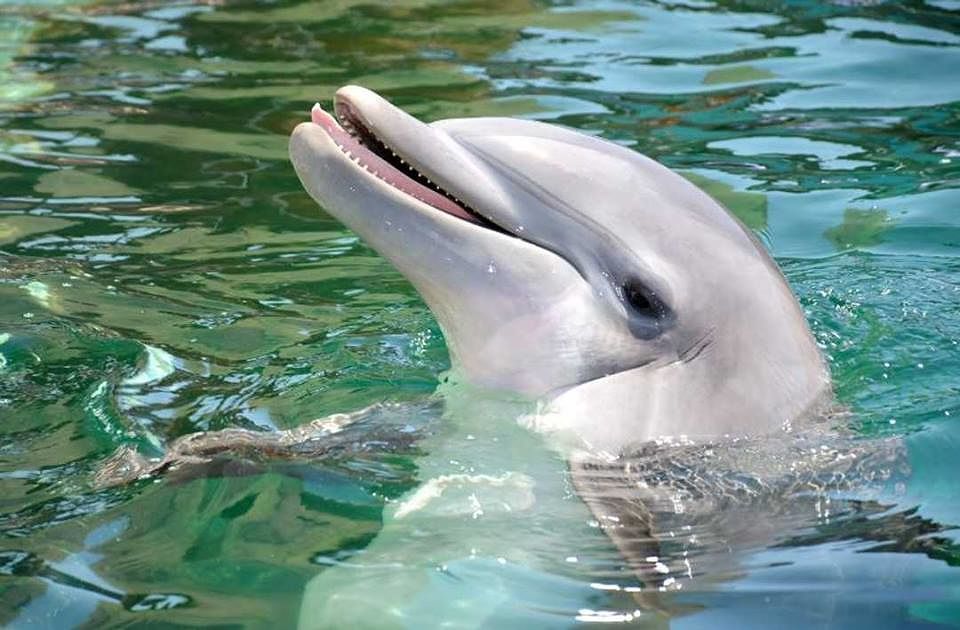 Muore Alia, la delfina di dieci anni che era nata già schiava