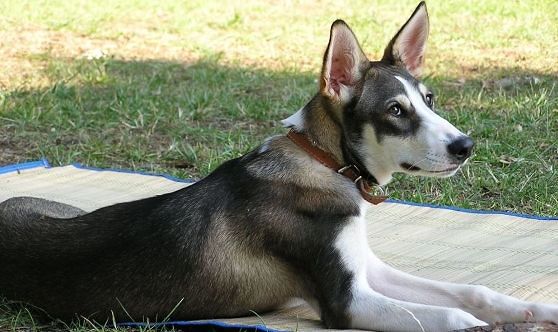 Uccide il cane Dago del vicino con una fucilata: condannato a otto mesi