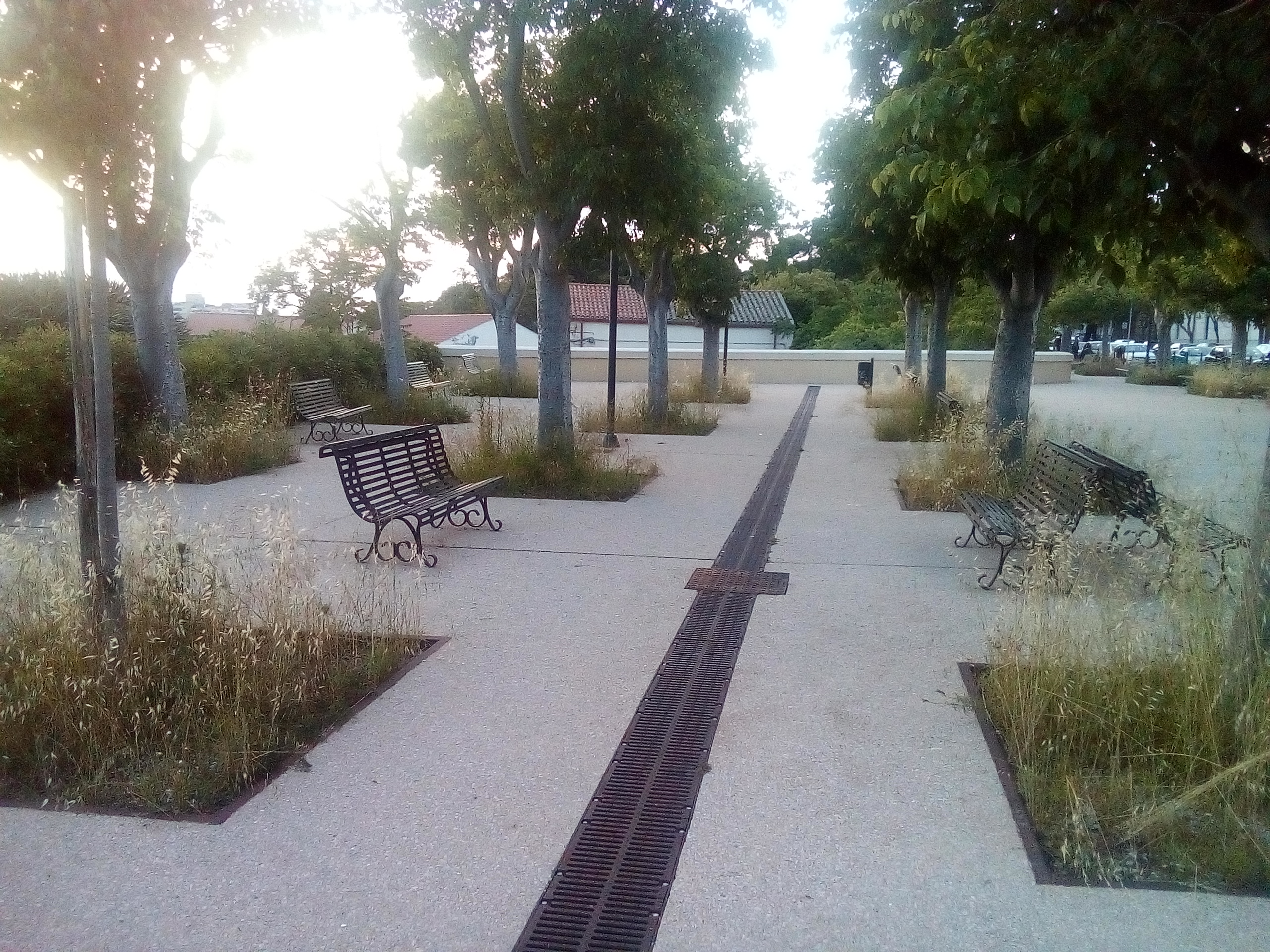 Cagliari, la giungla di erbacce in viale Buoncammino