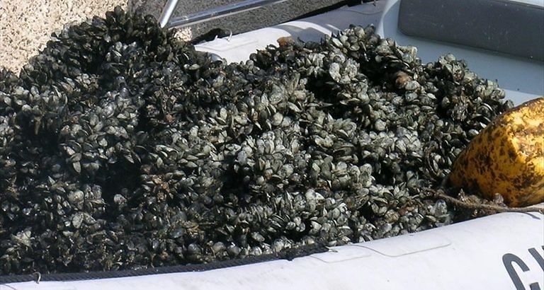Cagliari, analisi choc: cozze e arselle di Santa Gilla “ad alta pericolosità per la salute”