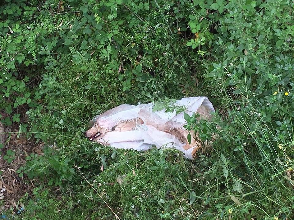 Alghero, pestato e buttato giù da un ponte: cane vivo per miracolo