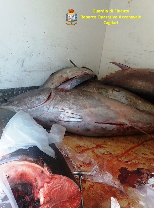 Cagliari, maxi sequestro di tonno rosso davanti a un mercato: i sospetti delle Fiamme Gialle