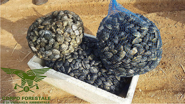 Cagliari, sequestrati a Santa Gilla 150 chili di arselle contaminate