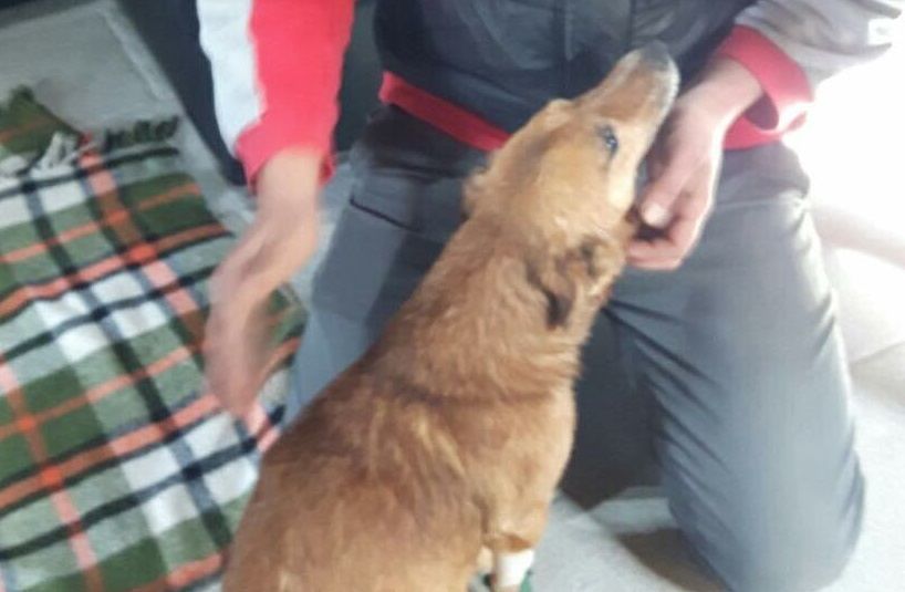 Selargius, deportazione scampata per cani e gatti: non andranno a Olbia