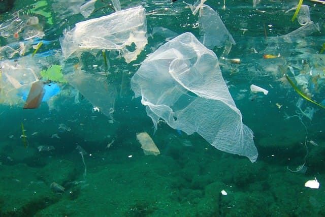 Inquinamento, balena muore dopo aver ingerito oltre 80 buste di plastica