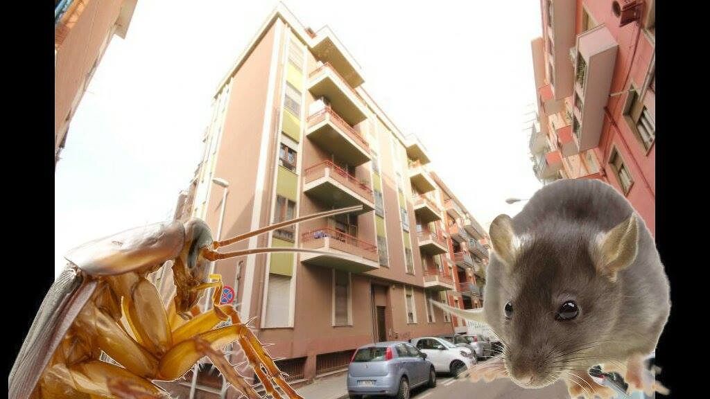 Cagliari, in via Molise “incontri poco piacevoli con blatte e grossi ratti”