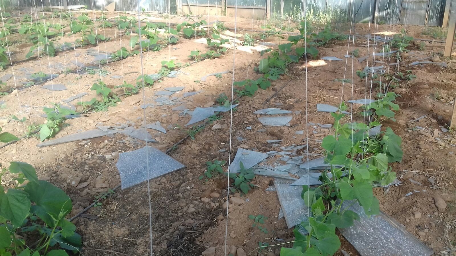 Iglesias, serra distrutta da 10 minuti di grandinata: stimati 250mila euro di danni