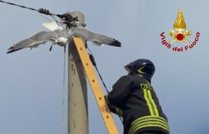 Sardegna, legano una bandiera alla zampa di un gabbiano: salvato da morte certa