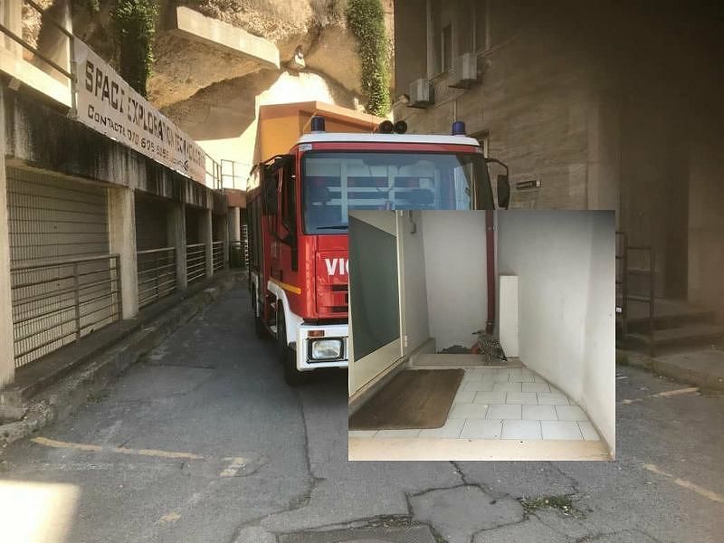 “Aiuto, i gabbiani non ci fanno entrare in ufficio”: all’Università di Cagliari arrivano i Vigili del fuoco