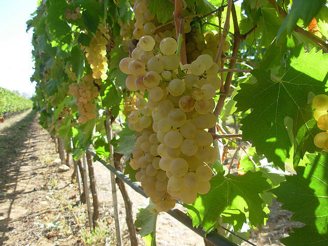 Sardegna, educational tour dedicato al Vermentino