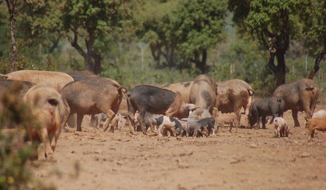 Peste suina, abbattuti altri 59 maiali allo stato brado a Desulo