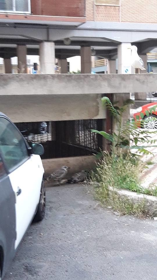 Piccoli gabbiani feriti a Cagliari, nessuno interviene: “Protezione animali fantasma”