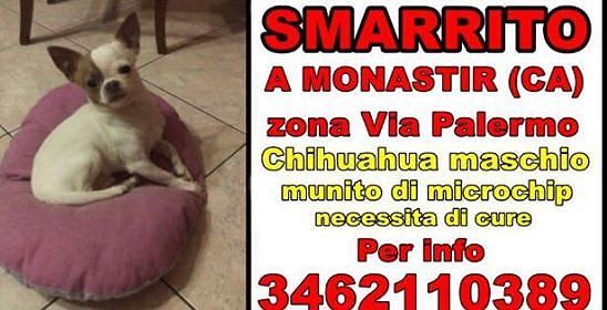 Balù si è smarrito a Monastir, l’appello: “Ha bisogno di cure, aiutateci a trovarlo”