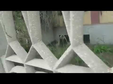 Cagliari, erba incolta e degrado nell’ex scuola media Alagon: “E’ una vergogna”