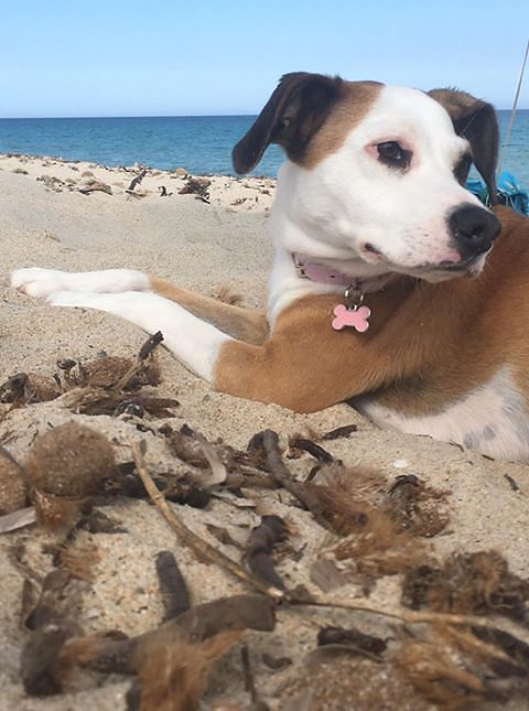 “Bau bau, mi chiamo Crystal  e sono stato multato in spiaggia a Piscina Rei: 200 euro senza abbaiare”