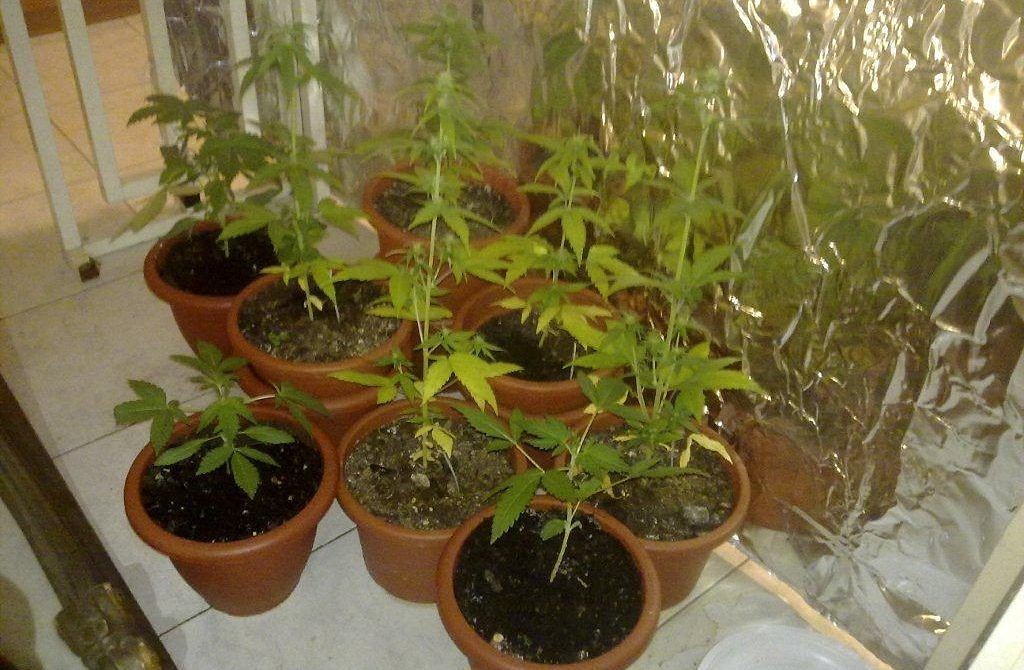 Cagliari, una serra di marjiuana nascosta in una casa a Bonaria: 38enne in trappola