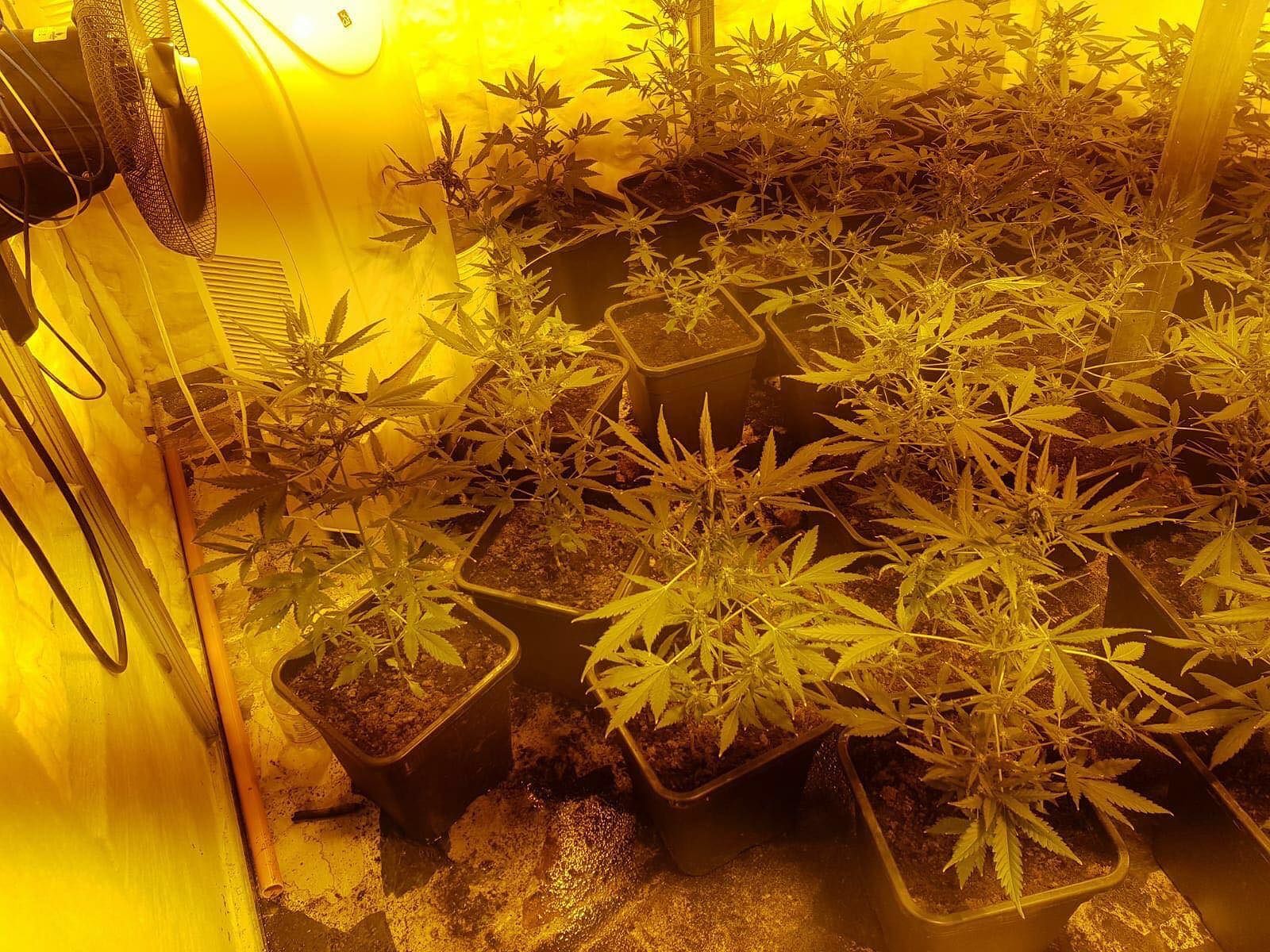 Scoperta una serra di marijuana in casa a Elmas: in manette 4 cagliaritani