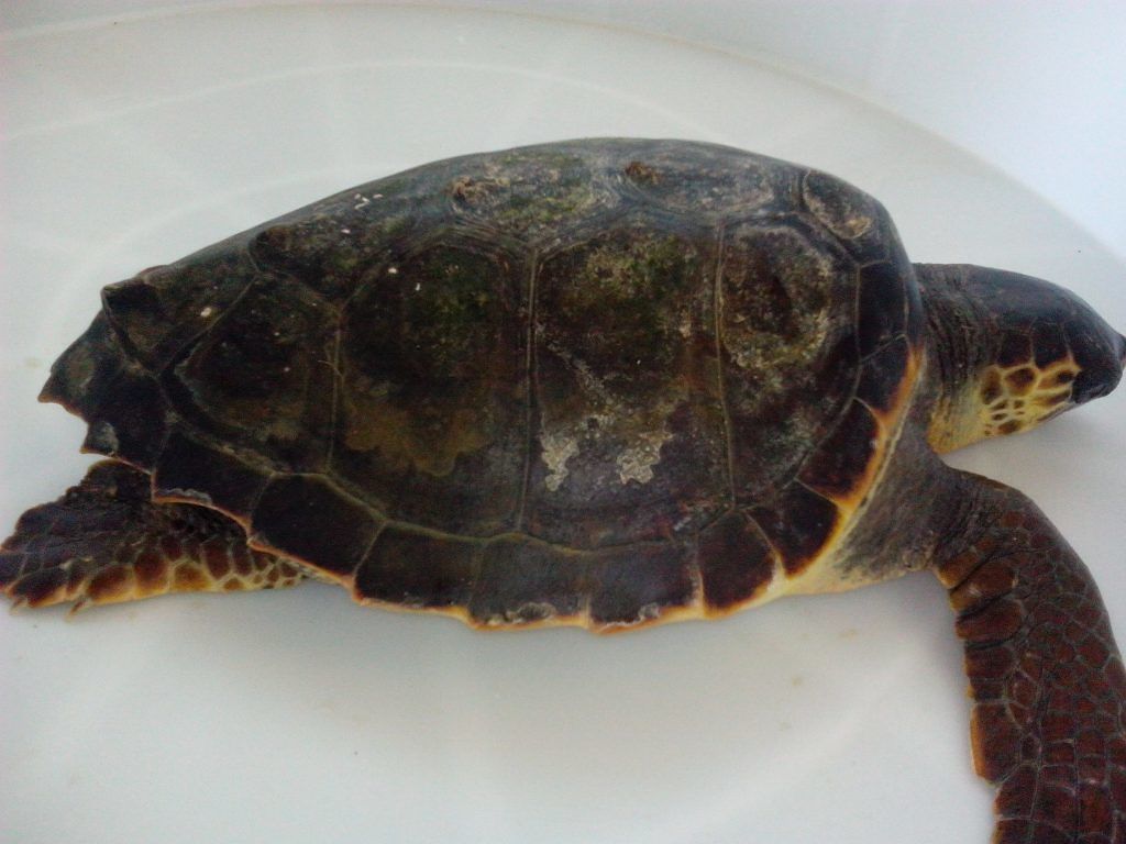 Tartaruga Caretta, inizia la riproduzione in Sardegna: il decalogo dei comportamenti corretti