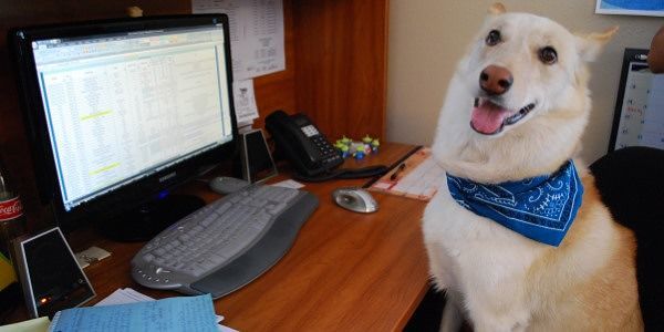 Giornata mondiale del cane in ufficio: con Fido vicino si lavora con meno stress
